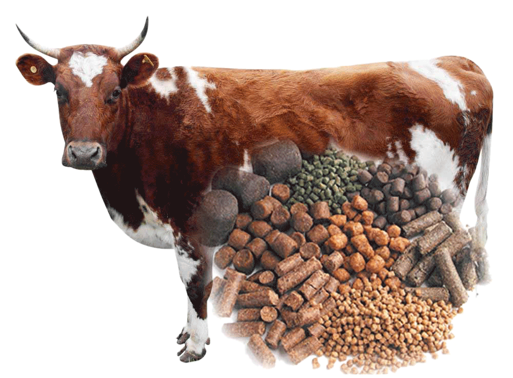 feedandgrowfish苹果版(feedandgrowfish苹果手机版)