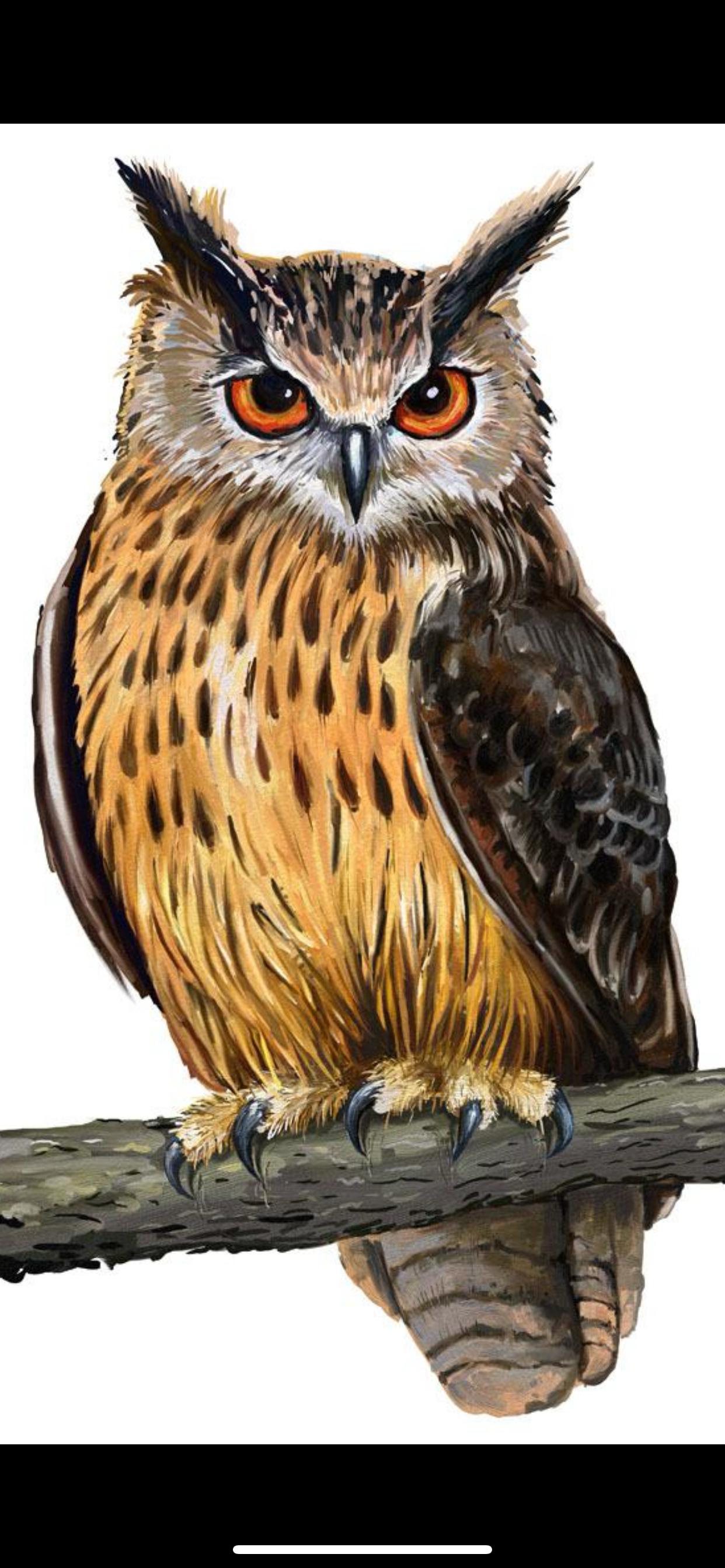 猫头鹰破解ip手机版(猫头鹰模拟器破解版下载)-第5张图片-QuickQ官网