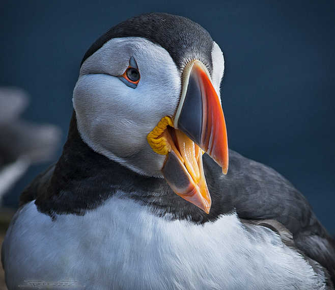 puffin苹果版(puffin苹果怎么用)-第4张图片-QuickQ官网