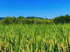 金穗四融手机版下载(金穗贷款是什么公司正规吗)-第5张图片-QuickQ官网 金穗四融手机版下载(金穗贷款是什么公司正规吗)-第5张图片-QuickQ官网