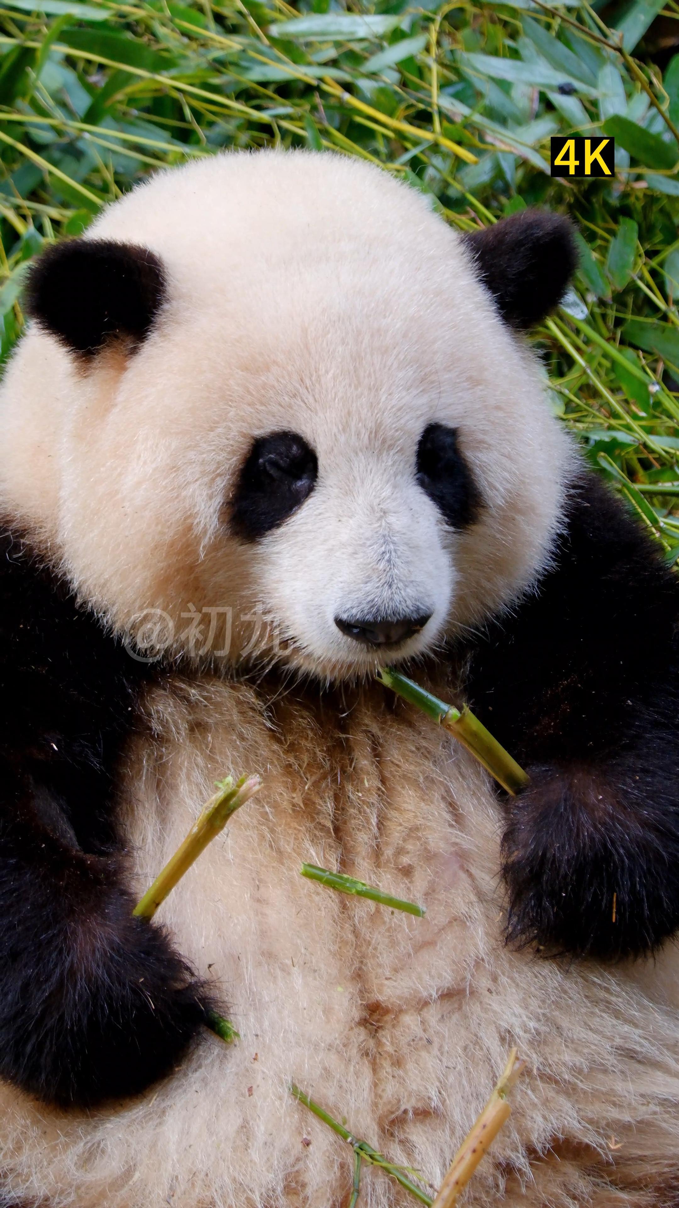 迅雷看看手机版动物(迅雷看看 mkv 下载)-第5张图片-QuickQ官网